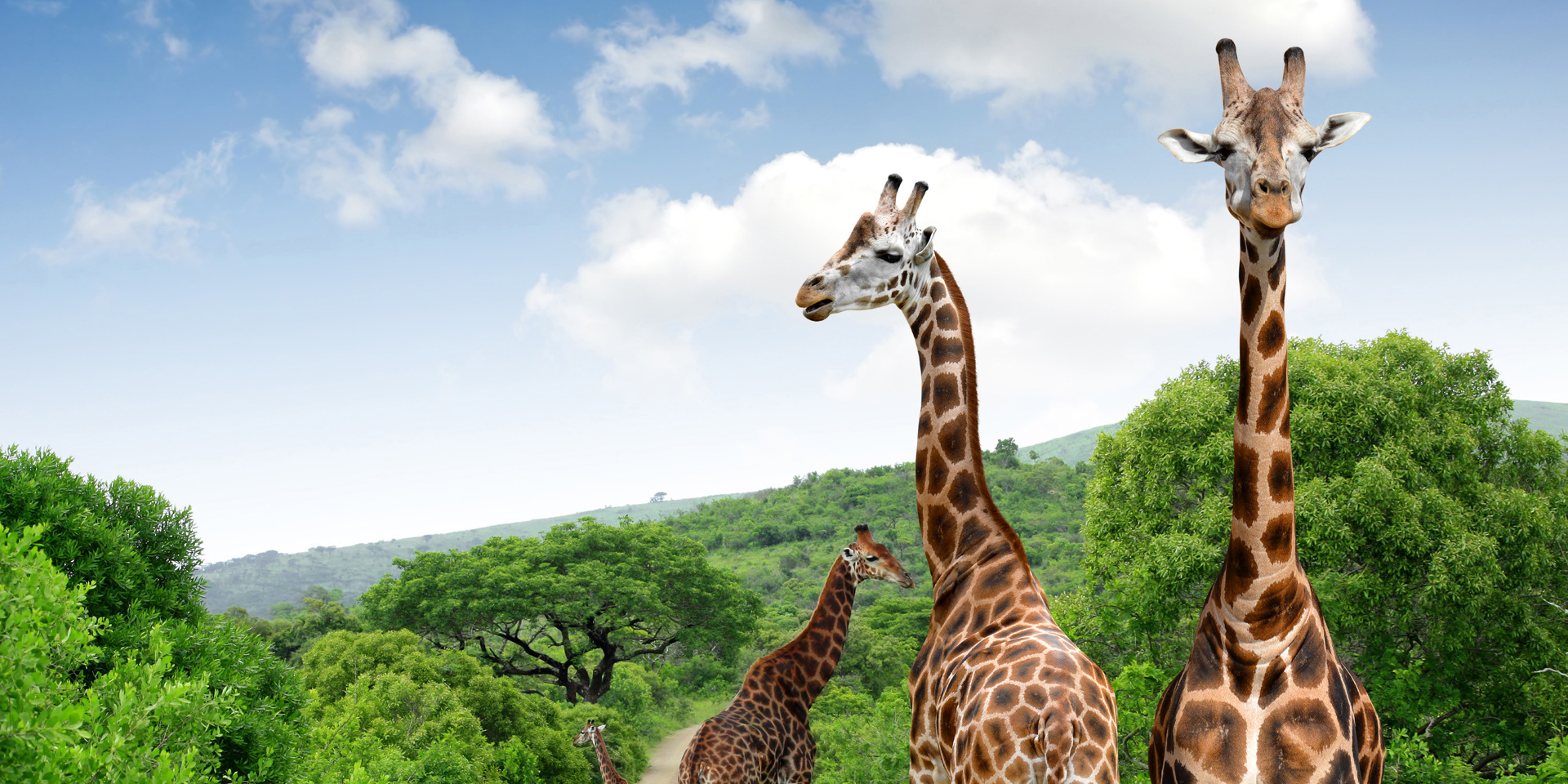 Two giraffes at the Kruger National Park.