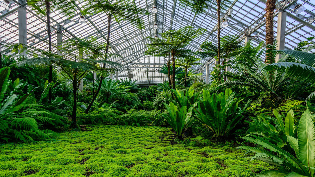 Inside a conservatory in Chicago.