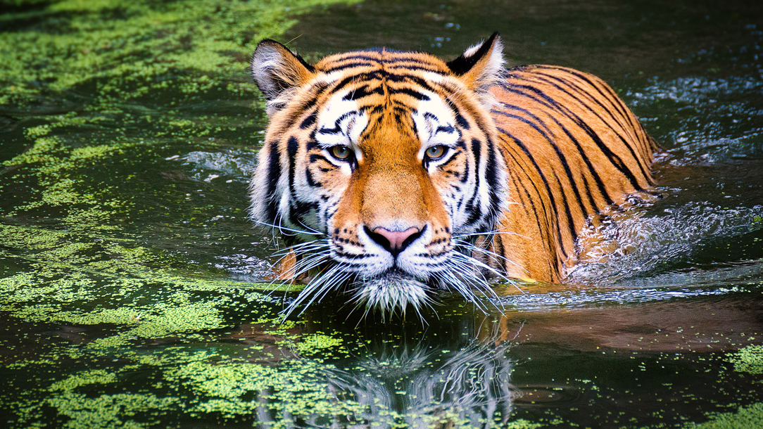 A tiger in a swamp.