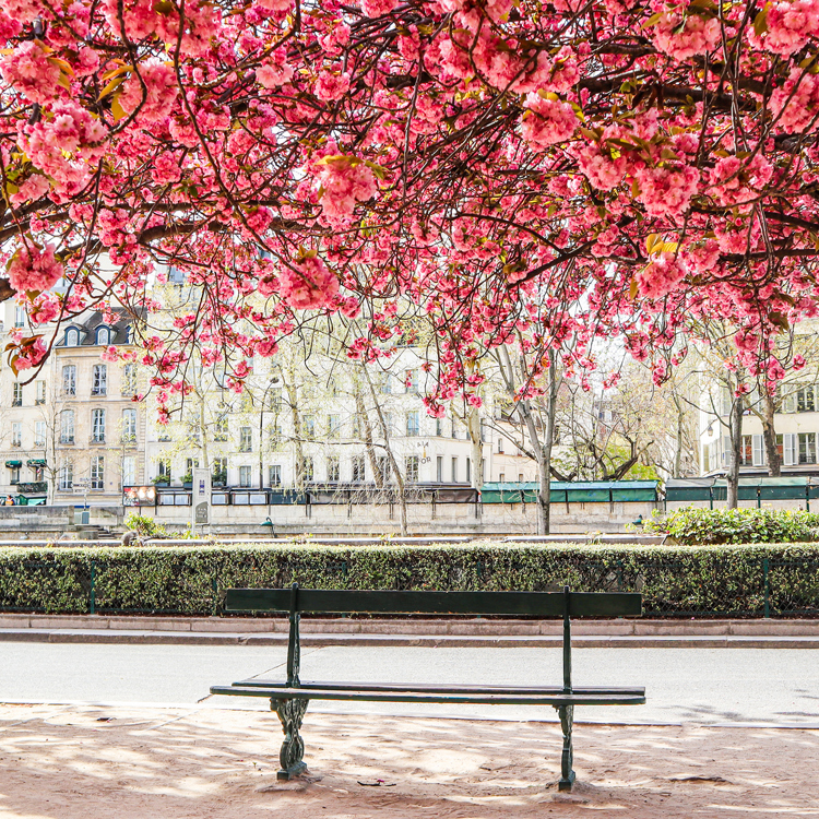 A bench in Paris with bright pink trees in flower forming an arch over it.
