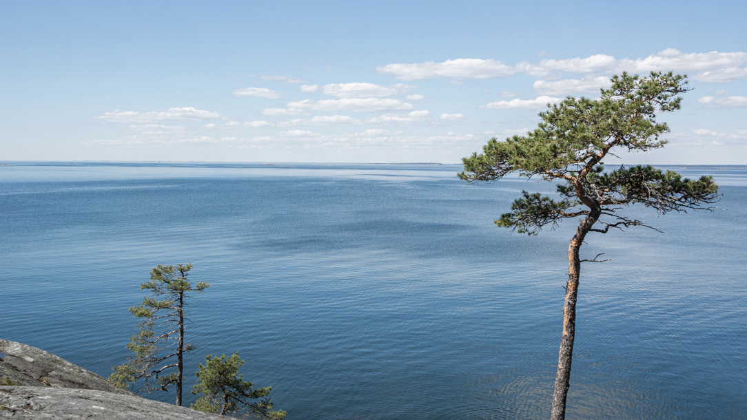A lone tree on the banks of the Gulf of Finland.